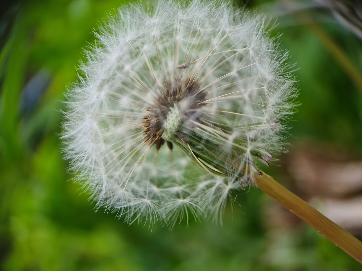a close up of a dandelion with a blurry background