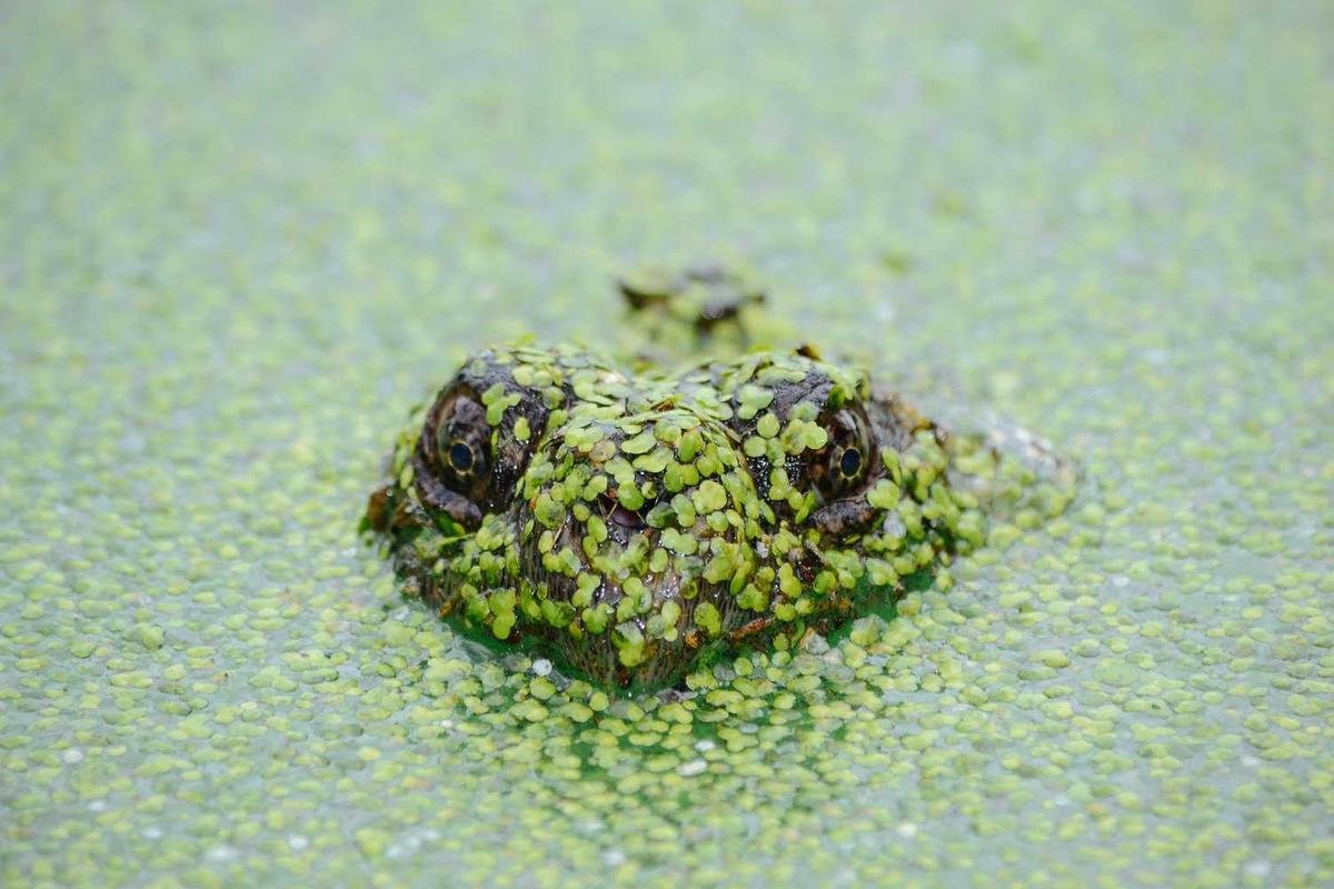 Turtle head covered in duckweed in water.